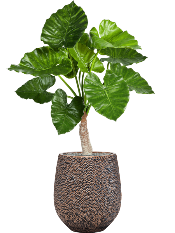 Alocasia calidora en Baq Opus Hit