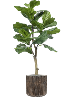 Ficus lyrata en Baq Luxe Lite Universe Waterfall