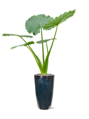 Alocasia macrorrhizos en Plain