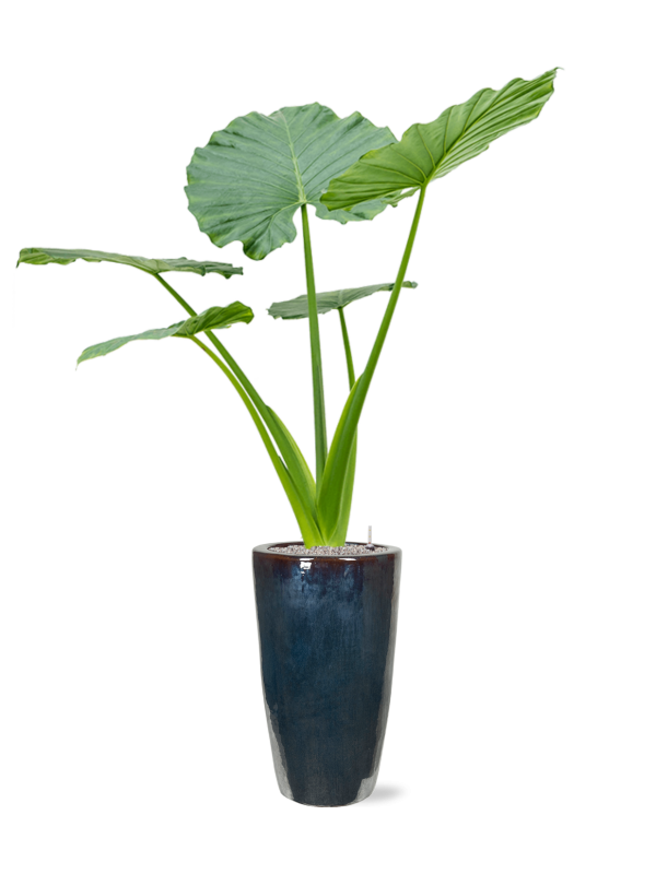 Alocasia macrorrhizos en Plain, Private label