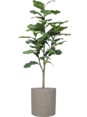 Ficus lyrata en Rough