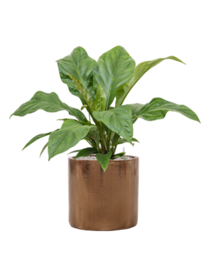 Anthurium elipticum 'Jungle Bush' en Cylinder
