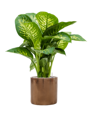 Dieffenbachia seguine 'Reeva' en Cylinder