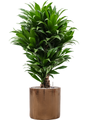 Dracaena fragrans 'Compacta' en Cylinder