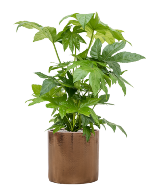 Fatsia japonica en Cylinder