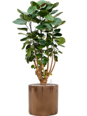 Aralia (Polyscias) 'Fabian' en Cylinder