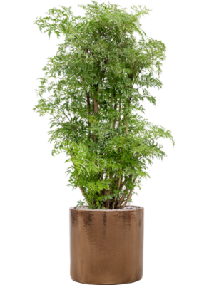 Aralia (Polyscias) 'Ming' en Cylinder