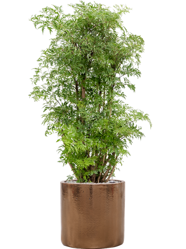 Aralia (Polyscias) 'Ming' en Cylinder, Ter Steege