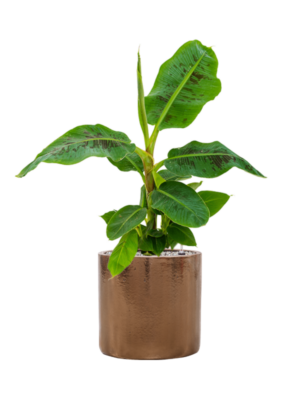 Musa 'Dwarf Cavendish' en Cylinder