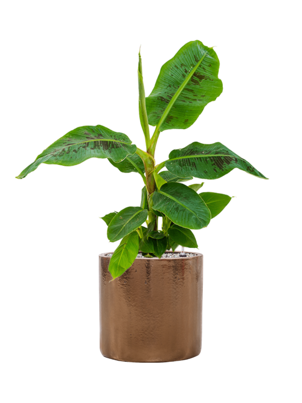 Musa 'Dwarf Cavendish' en Cylinder, Ter Steege