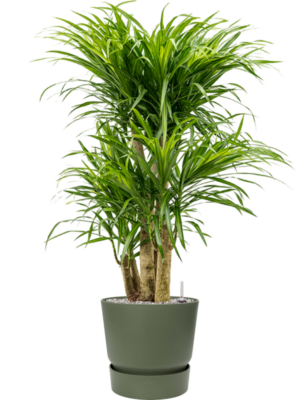 Pleomele (Dracaena) 'Anita Variegata' en Greenville