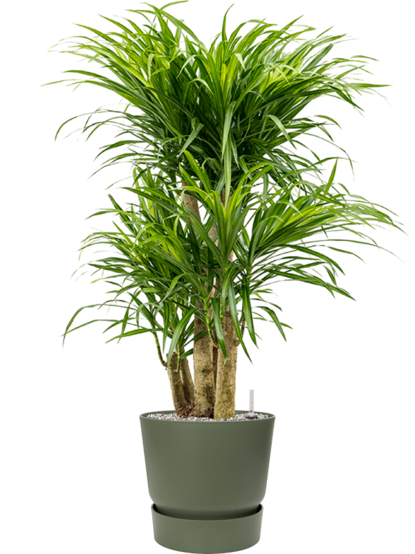 Pleomele (Dracaena) 'Anita Variegata' en Greenville, Elho