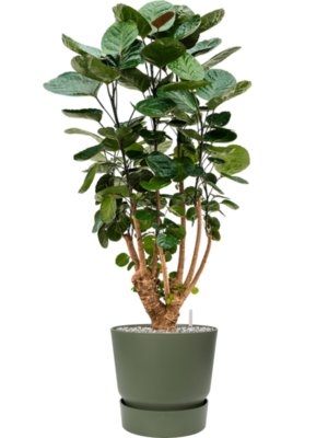 Aralia (Polyscias) 'Fabian' en Greenville