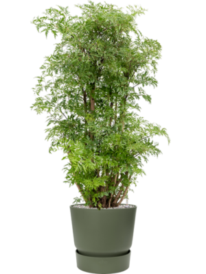 Aralia (Polyscias) 'Ming' en Greenville