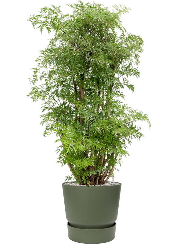 Aralia (Polyscias) 'Ming' en Greenville, Elho