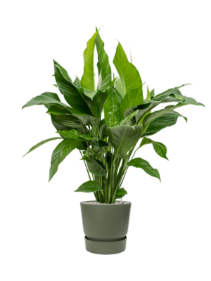 Spathiphyllum 'Sweet Lauretta' en Greenville
