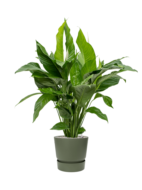 Spathiphyllum 'Sweet Lauretta' en Greenville, Elho