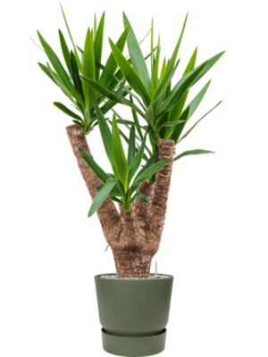 Yucca elephantipes en Greenville