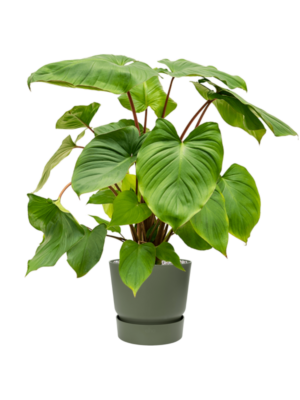 Homalomena rubescens 'Maggy en Greenville