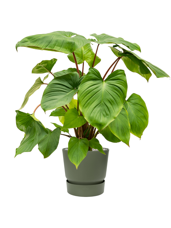 Homalomena rubescens 'Maggy en Greenville, Elho