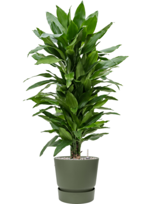 tDracaena fragrans 'Janet Lind' en Greenville