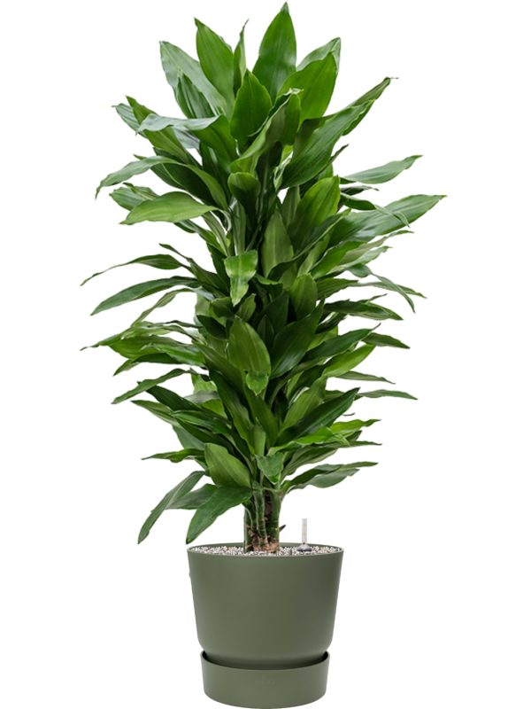 tDracaena fragrans 'Janet Lind' en Greenville, Elho