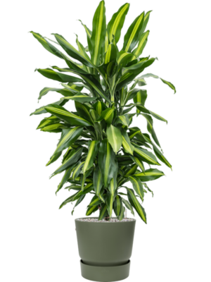 Dracaena fragrans 'Cintho' en Greenville