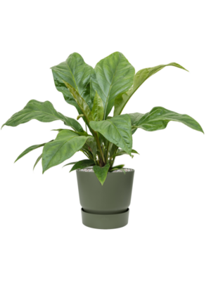 Anthurium elipticum 'Jungle Bush' en Greenville
