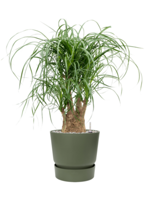 Beaucarnea recurvata en Greenville
