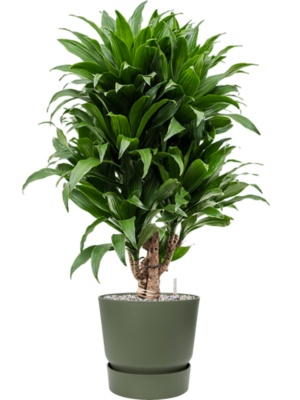 Dracaena fragrans 'Compacta' en Greenville