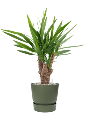 Yucca elephantipes en Greenville