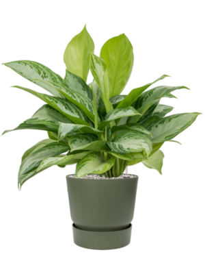 Aglaonema 'Silver Bay' en Greenville