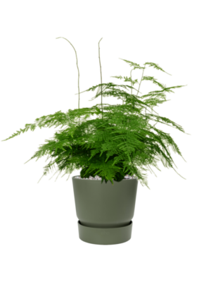 Asparagus plumosus en Greenville