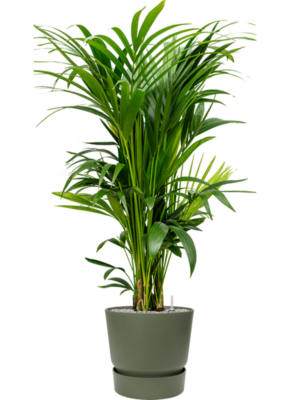 Kentia (Howea) forsteriana en Greenville
