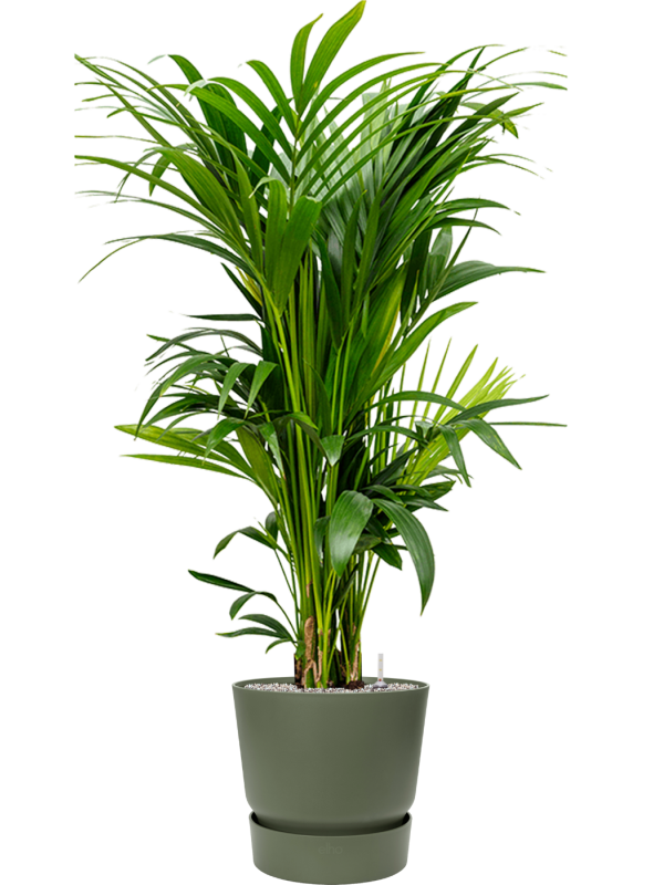 Kentia (Howea) forsteriana en Greenville, Elho