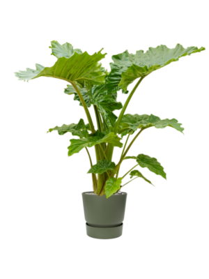 Alocasia 'Portodora' en Greenville