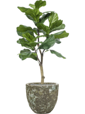 Ficus lyrata en Baq Lava