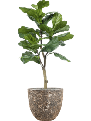Ficus lyrata en Baq Lava