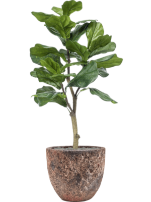 Ficus lyrata en Baq Lava