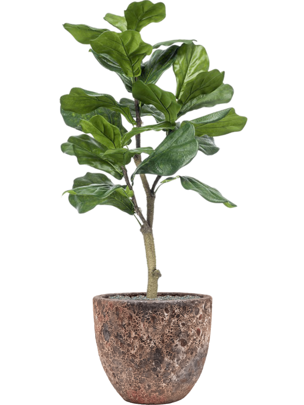 Ficus lyrata en Baq Lava