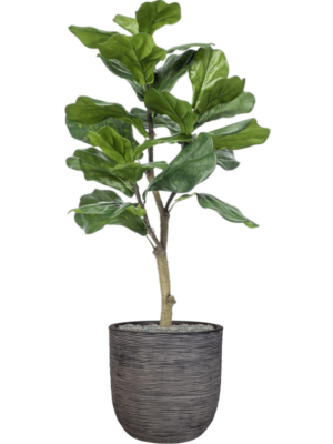 Ficus lyrata en Capi Nature Rib NL
