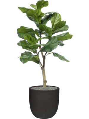 Ficus lyrata en Capi Urban Smooth NL