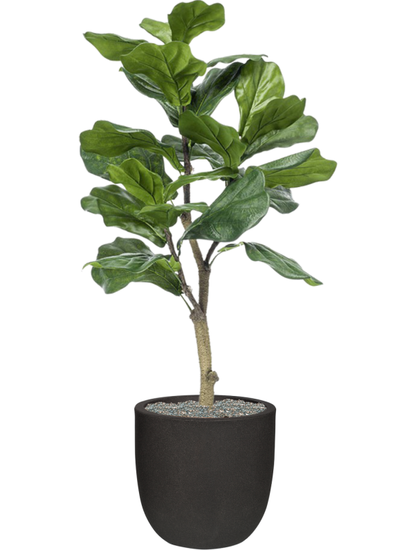 Ficus lyrata en Capi Urban Smooth NL