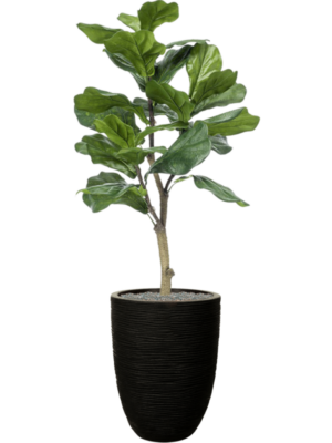 Ficus lyrata en Capi Nature Rib NL
