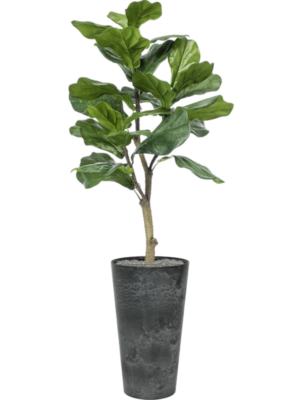 Ficus lyrata en Artstone