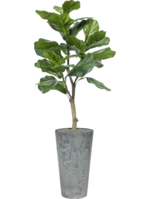 Ficus lyrata en Artstone