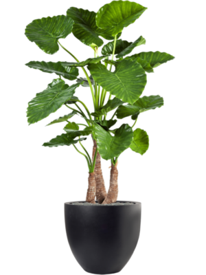 Alocasia calidora en Fiberstone
