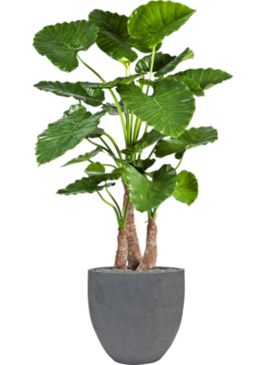 Alocasia calidora en Fiberstone
