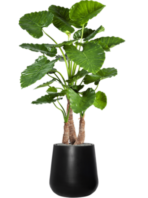 Alocasia calidora en Fiberstone