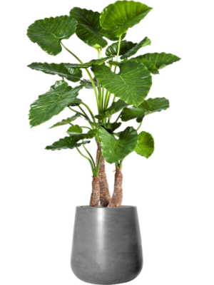 Alocasia calidora en Fiberstone